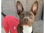 Adopt DR.PEPPER a Pit Bull Terrier, Mixed Breed