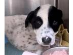 Adopt WALTER a Australian Cattle Dog / Blue Heeler, Mixed Breed