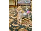 Adopt Cory McCloskey a Tabby, Domestic Short Hair