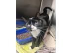 Adopt Hero a Domestic Short Hair