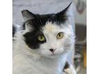 Adopt Cillian a Domestic Medium Hair