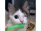 Adopt Xavier a Domestic Short Hair