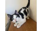 Adopt Kenny a Domestic Short Hair