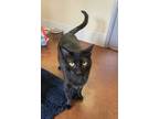 Adopt Ash a Domestic Short Hair