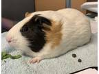 Adopt Chunk a Guinea Pig