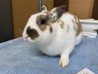 Adopt Pluto a Bunny Rabbit