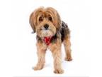 Adopt Marty 4161 a Silky Terrier