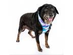 Adopt Ratio 11795 a Terrier