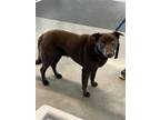 Adopt WHISKEY a Labrador Retriever