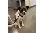 Adopt BUCKY a Australian Shepherd