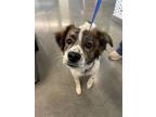 Adopt HALO a Australian Shepherd