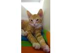 Adopt HARRY a Domestic Medium Hair