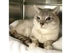 Adopt Seal a Siamese, Domestic Short Hair