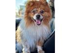 Adopt Andy a Pomeranian