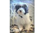 Adopt Cooper a Havanese