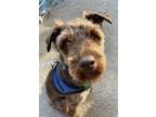 Adopt Coco a Schnauzer