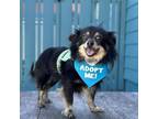 Adopt Frisco a Pomeranian, Papillon