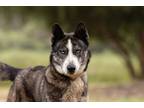 Adopt Korok a Siberian Husky, Shepherd