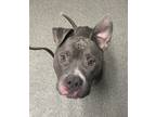 Adopt Marvin a Pit Bull Terrier