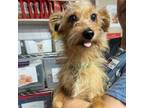 Adopt Mojo Jojo a Terrier, Mixed Breed