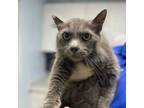 Adopt Smokey a Domestic Medium Hair