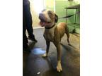 Adopt INDICA a Pit Bull Terrier