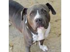 Adopt MURF a Pit Bull Terrier