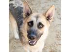 Adopt ZEUS a German Shepherd Dog, Mixed Breed