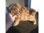Shih Tzu Puppy for sale in Lawrenceburg, KY, USA