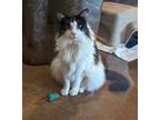 Adopt MONKEY a Domestic Long Hair