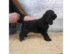 Cocker Spaniel Puppy for sale in Lawrenceburg, KY, USA