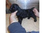 Cocker Spaniel Puppy for sale in Lawrenceburg, KY, USA