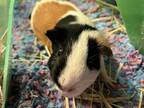 Adopt PEPPERJACK a Guinea Pig