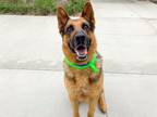 Adopt BOOMER a German Shepherd Dog