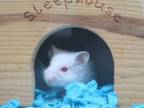 Adopt JINX a Hamster