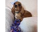 Cavalier King Charles Spaniel Puppy for sale in Lebanon, MO, USA