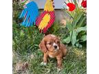 Cavalier King Charles Spaniel Puppy for sale in Lebanon, MO, USA