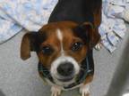 Adopt HECTOR a Beagle, Mixed Breed