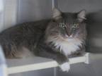 Adopt JEFFREY a Domestic Long Hair