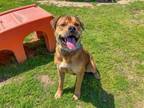 Adopt SAMSON a Rottweiler, Mixed Breed