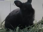 Adopt BLACKAVAR a Bunny Rabbit