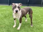 Adopt HALLS a Pit Bull Terrier