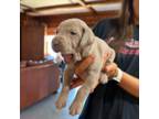 Weimaraner Puppy for sale in Anderson, SC, USA