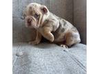 Bulldog Puppy for sale in Boston, MA, USA