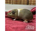 Adopt PINTO a Guinea Pig