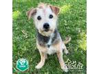 Adopt JESUS a Parson Russell Terrier, Mixed Breed