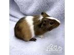 Adopt CANNELLINI a Guinea Pig