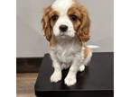 Cavalier King Charles Spaniel Puppy for sale in West Point, IA, USA
