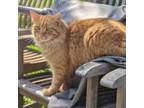 Adopt Rufus a Domestic Long Hair