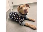 Adopt NOAH a Pit Bull Terrier